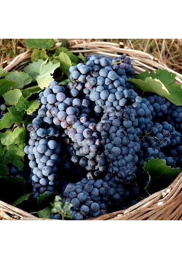 Nadir Papaz Karası Üzümü Fidanı