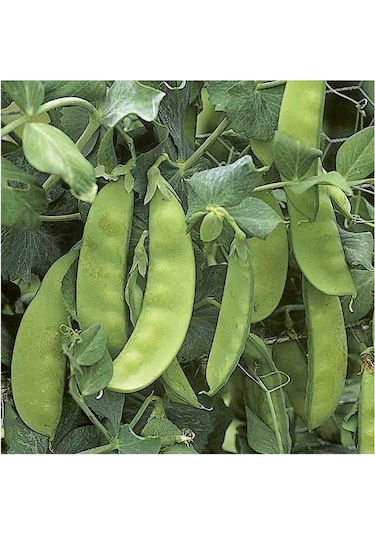 Yerli Yaprak Bezelye Tohumu 500 GR N115865