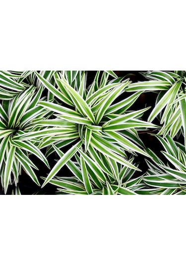 Çizgili Kurdela Çiçeği Ev Ofis Iç Mekan Bitkisi 10-20 Cm