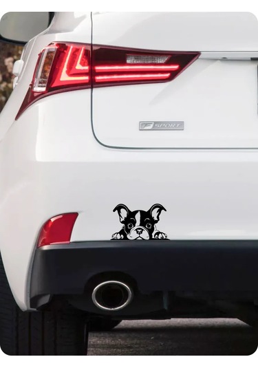 Stadi Dikkat Eden Köpek Etiketi 200702513 Siyah