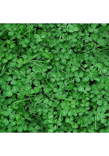 Ak Üçgül Tohumu 1 KG Süs Yoncası Bodur Yonca Çim Tohumu