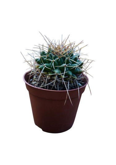 Mammillaria Magnimamma Kaktüs 8,5 Cm Lik Saksıda