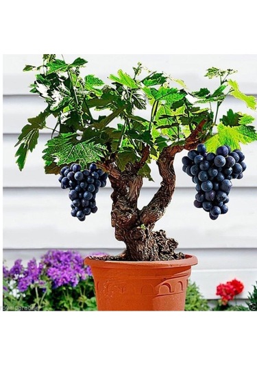 Bonsai Üzüm Ağacı Tohumu 5 Adet Tohum