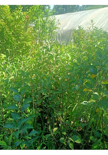 Yeşil Deniz Fidancılık Tüplü Fuji Elma Fidanı 100-150 Cm