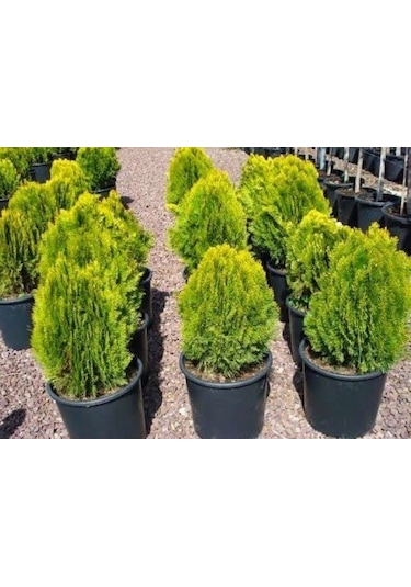 Altuni Top Mazı Thuja Orientalis Aurea Compacta Nana 5 Adet