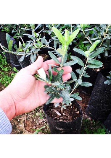 3 Adet Gemlik Tirilye Zeytin Fidanı Tüplü Kalite