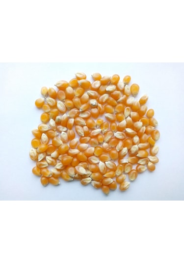 Kargı Yöresel Patlak Mısır 10 KG