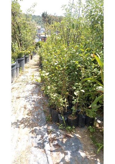Ligustrum Fidanı 30-50 Cm 5 Adet