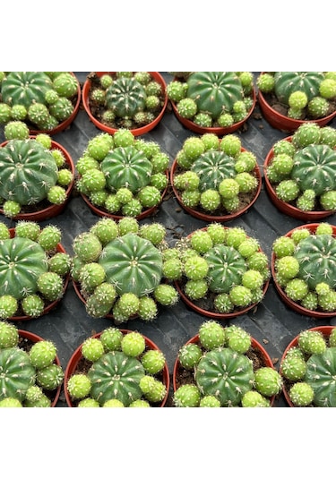 Çiçek Açan Tür, Bol Yavrulu Matucana Polzii Kaktüsü 5.5cm Saksıda Gönderilir