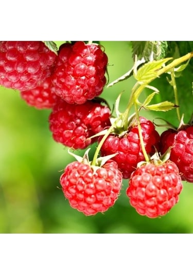 25 Adet Tohum Nadir Kırmızı Böğürtlen Meyvesi Tohumu Kaliteli Taze Tohum Saksı Toprak Hediye