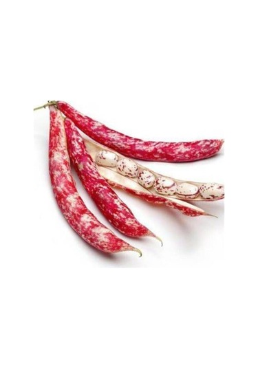 Paket 500 Tohum Oturak Barbunya Fasulye Tohumu