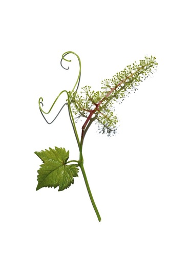 Clarins Pore Control Serum - Gözenek Hedefleyici Serum 30 Ml