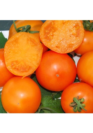 Mandarin Orange Domates Tohumu