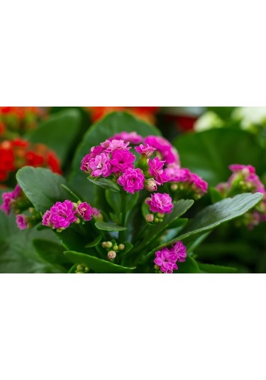 Pembe Kalanşo Çiçeği 3 Adet