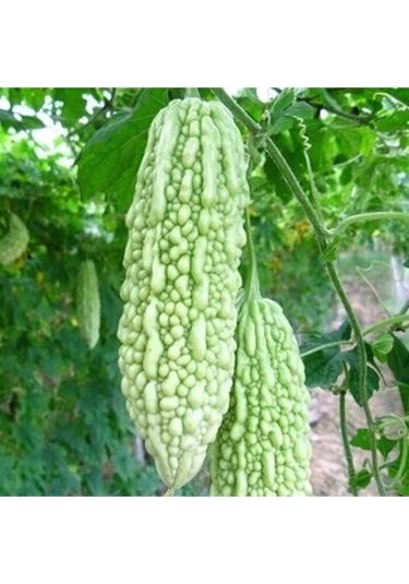 Beyaz Kudret Narı Tohumu