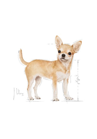Royal Canin Chihuahua Yetişkin Köpek Maması 1500 G