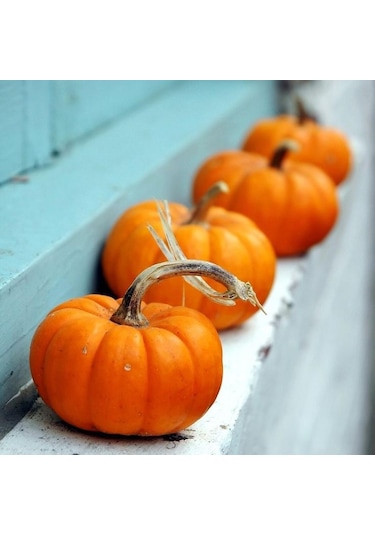 Minyatür Sarı Süs Bal Kabağı Tohumu 10 Adet