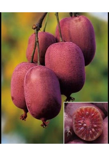 Mini Kivi 2 Adet Kırmızı+yeşil