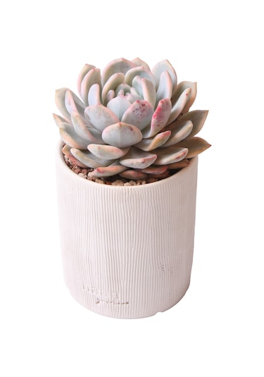 Echeveria Monreo Var - Sukulent Haangarden
