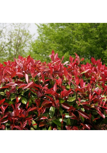 Alev Ağacı Photinia Fidanı 100-120 Cm Boy
