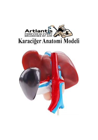 Karaciğer Anatomi Modeli 1 Adet Karaciğer Pankreas Ve Oniki Parmak Bağırsağı Maketi Anatomik Model Deney Bilim Tıbbi Model