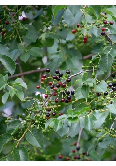 Mahlep Ağacı Fidanı Prunus Mahaleb - 1-2 Yaşında, Dikime Hazır