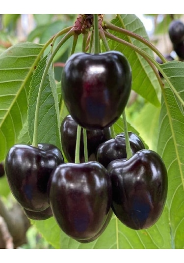 2 Adet Kara ( Siyah ) Kiraz Fidanı 3 Yaş