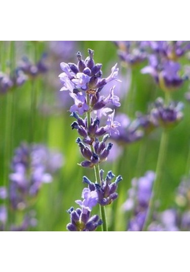 Lady Mor Lavanta Çiçeği Tohumu 20 Tohum