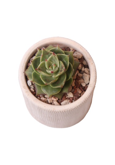 Echeveria Matador - Sukulent Haangarden