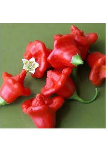 20 Adet Tohum Acı Süs Gül Biberi Nadir Tohumu Süs Biberi Tohumu