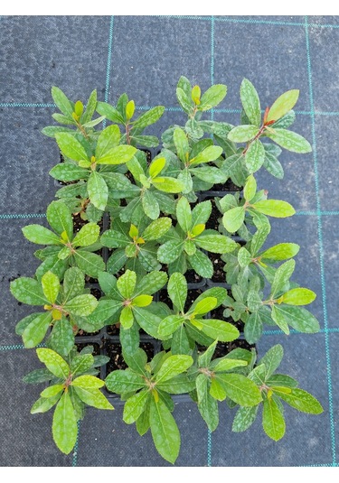 Kocayemiş Dağ Çileği 2 Adet