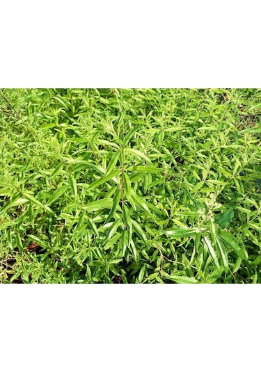 Limon Melisa Bitkisi 3 Adet - Melissa Officinalis