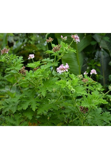 Itır Çiçeği 10 Adet - Pelargonium Graveolens