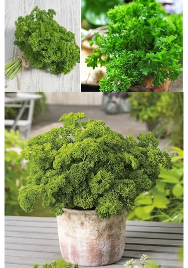 Kıvırcık Maydanoz Tohumu Atalık Saksı Tipi Moss Curled Parsley