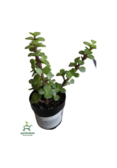 Para Yeşim Çiçeği 1 Adet Sukulent Dekoratif Bitki 10-15cm Crassula