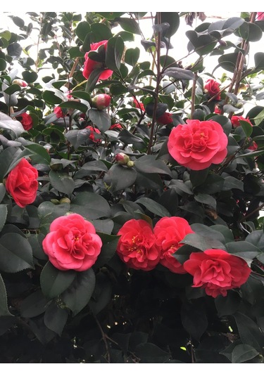 Kamelya Kırmızı 150-180 Cm