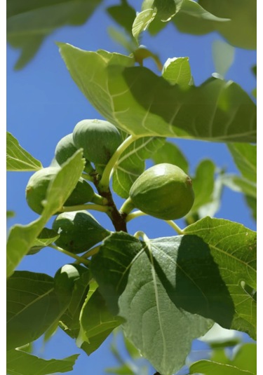 Tüplü Bursa Sarı İncir Fidanı