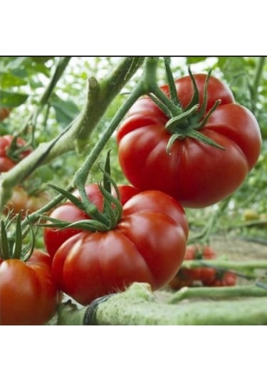 Marmande Domates Tohumu 300+ Tohum N116910