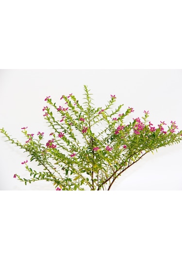 Bonsai Kufeya Cennet Çiçeği