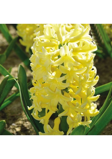 Hyacinthus Yellowstone Sümbül Soğanı 3 Adet