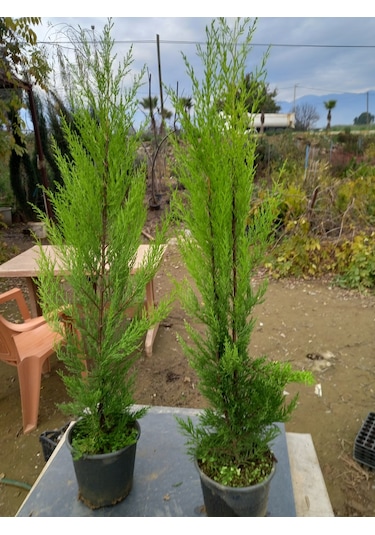8 Adet Limon Çamı, Limon Servi 80-100 Cm. Siyah Saksıda