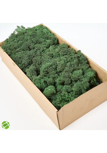Reindeer Moss Dark Şoklanmış Norveç Yosunu 250gr