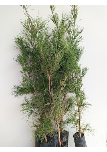 Fidan Kızıl Çam Fidanı 80 -100 Cm Boy 1 Adet