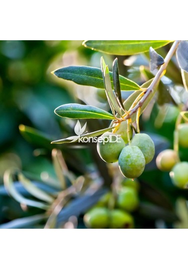 Arbequina Bodur Zeytin Fidanı