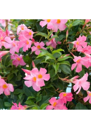 Mandevilla Çiçeği Sundavilla Mandavilla Pembe 50-70 Cm Saksıda