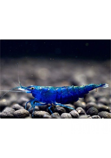 Mavi Melek Karides 10 Ad 1-1.2 Cm