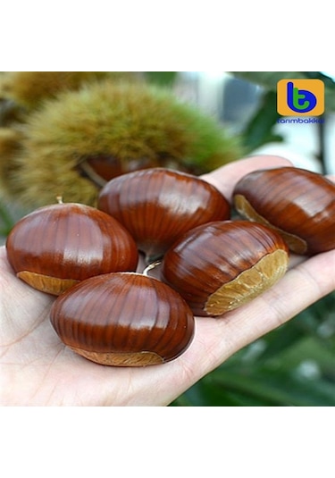 İri Kestane Zonguldak Yöresinden 1 Kg