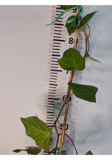 Duvar Sarmaşığı Hedera Helix 80-100 Cm