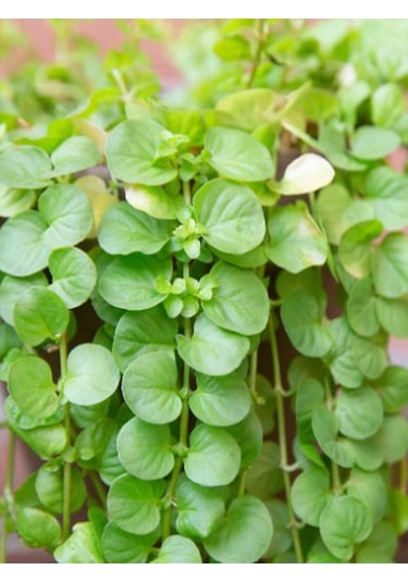 Lysimachia Nummulari Altın Kolye Çiçeği Sarı Çiçekli 30-40cm 1 Adet Saksılı