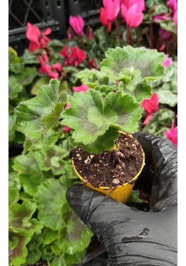 Sardunya Fidesi 2 Adet Karışık Renkler Mini Boy Saksıda